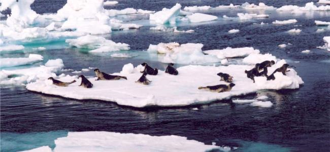 Ocean near Newfoundland and Labrador devoid of pack ice, condition not ...